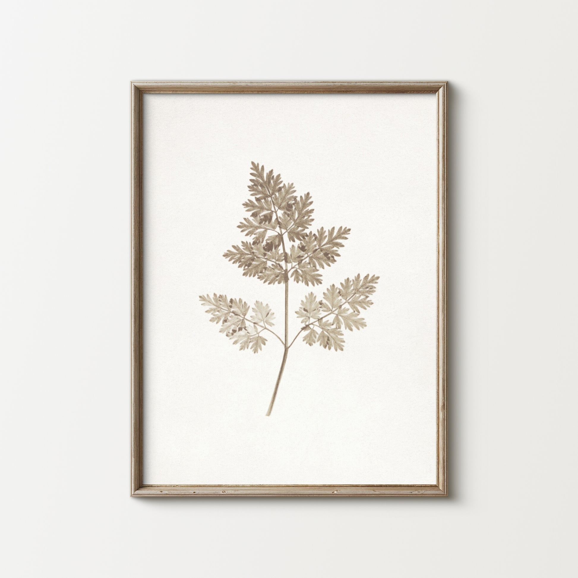 Framed botanical print of a leafy plant on a white background