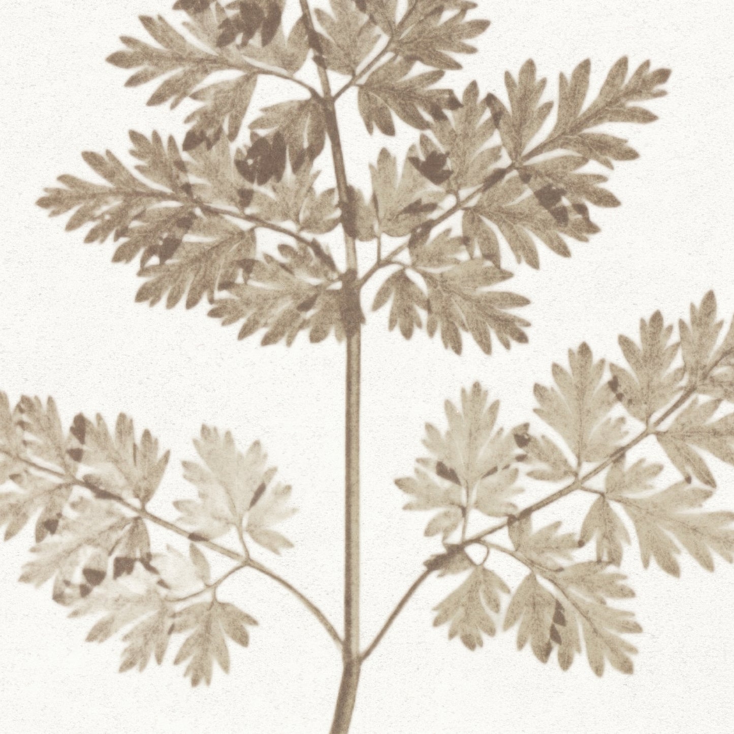 Close-up of a leafy branch with beige leaves on a white background
