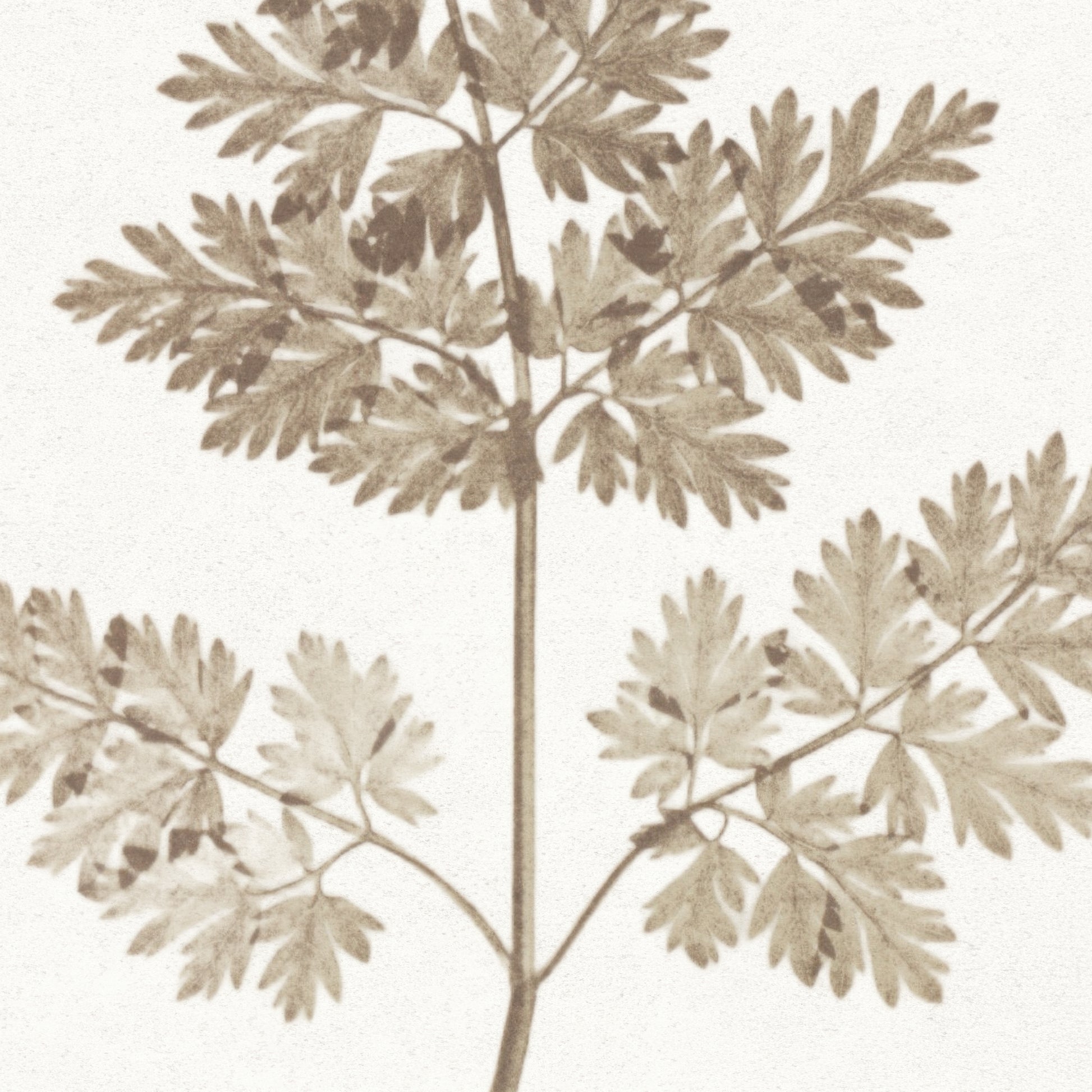 Close-up of a leafy branch with beige leaves on a white background