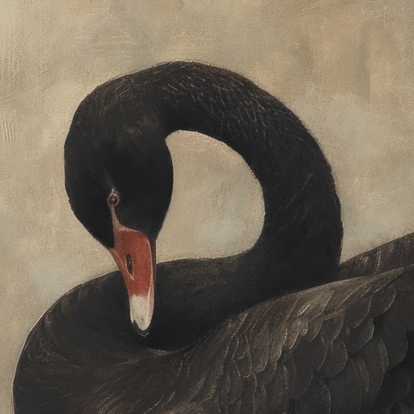 Close-up of a black swan with a textured beige background