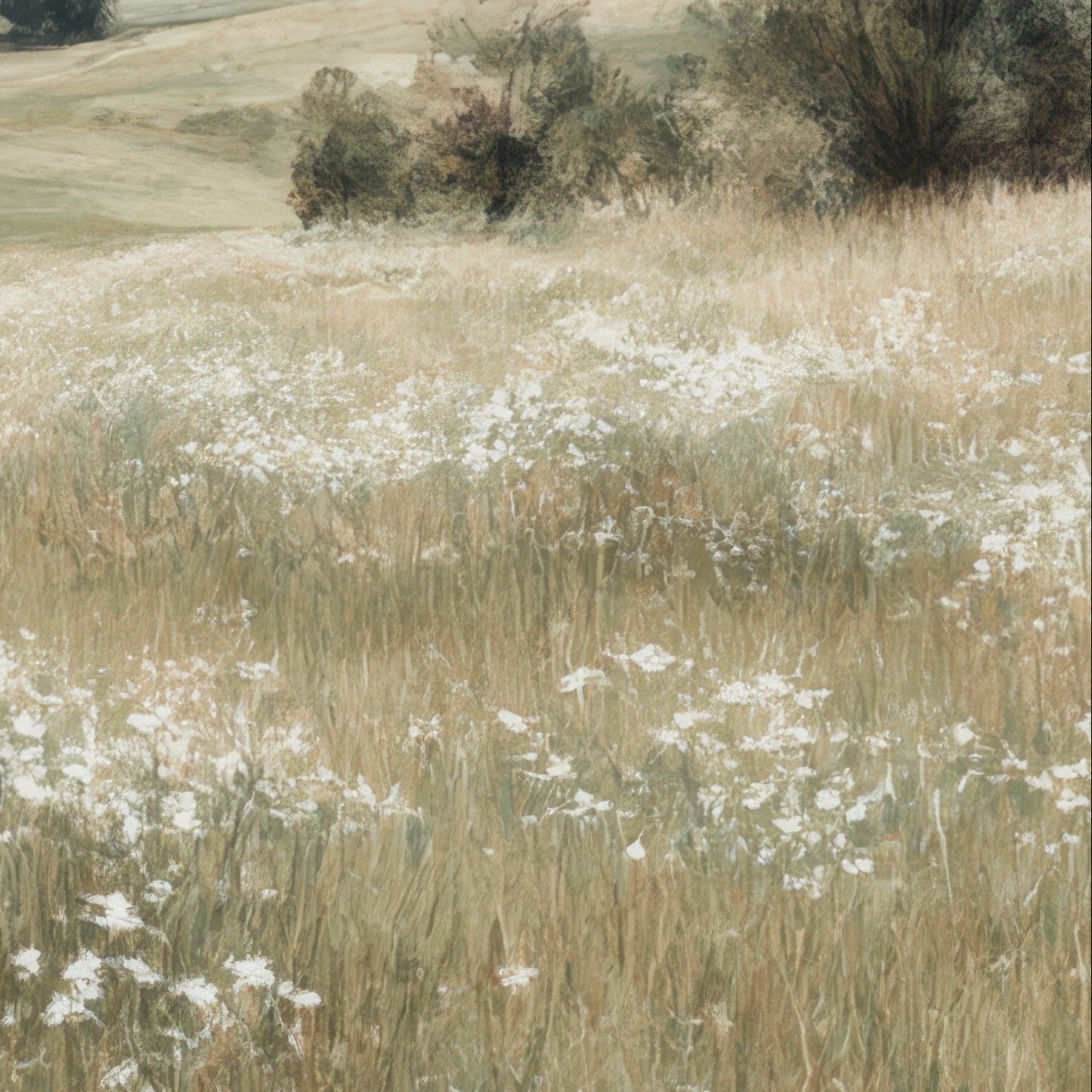 Field of white flowers and tall grass