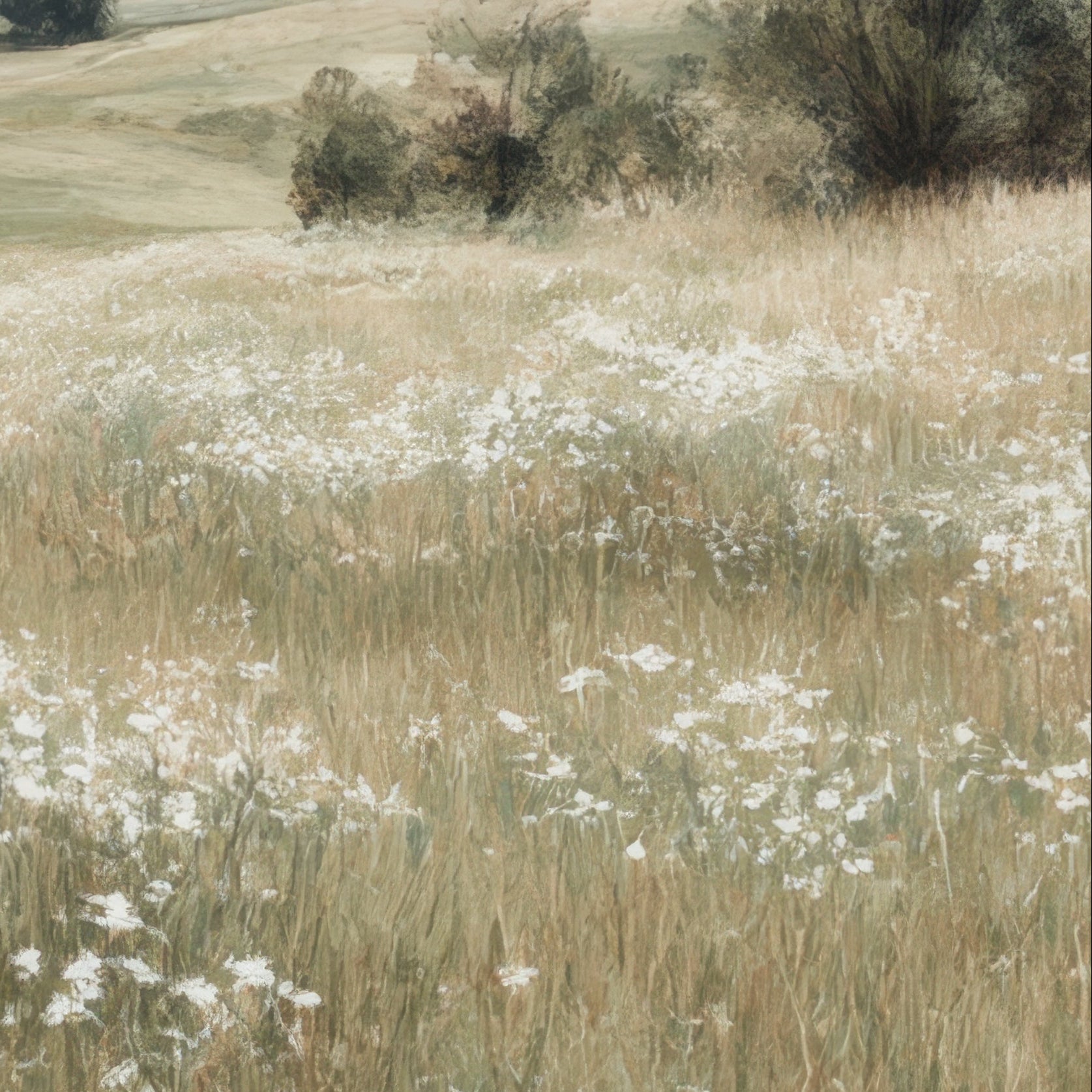 Field of white flowers and tall grass